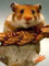 hamster1