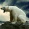 p0lar_bear