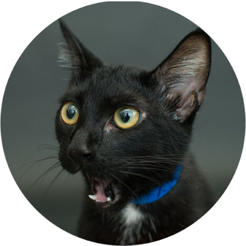 BlackCat