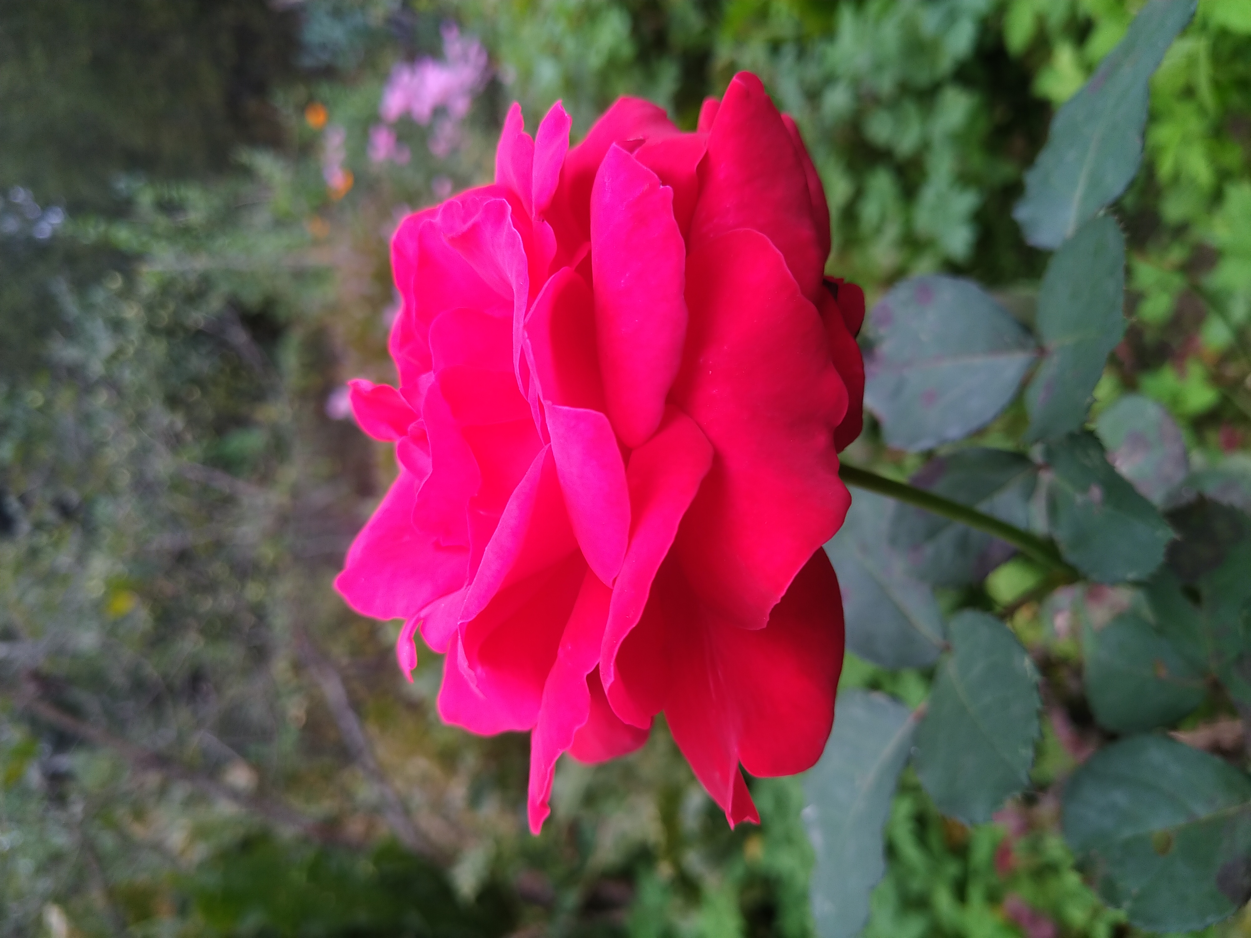 comment image