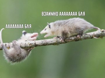 Картинка из комментария