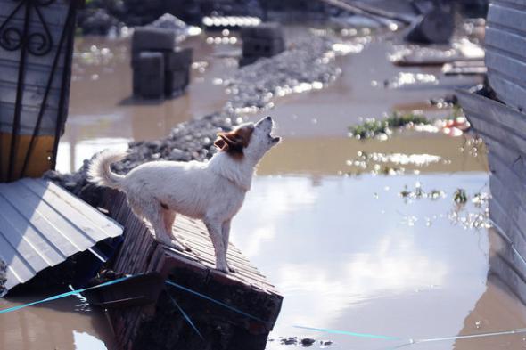 Шаманский бубен эффективнее чиновника